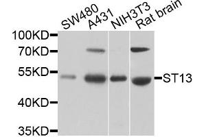Western blot analysis of extracts of various cells, using ST13 antibody. (HSC70 Interacting Protein HIP 抗体)