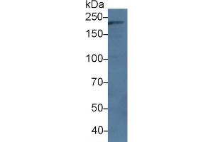 Western blot analysis of Human Serum, using Human DOCK2 Antibody (3 µg/ml) and HRP-conjugated Goat Anti-Rabbit antibody ( (DOCK2 抗体  (AA 390-635))