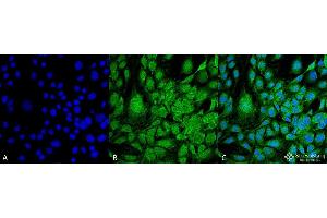 Immunocytochemistry/Immunofluorescence analysis using Mouse Anti-GRP78 Monoclonal Antibody, Clone 3G12-1G11 . (GRP78 抗体  (HRP))