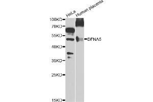 Western blot analysis of extracts of various cell lines, using DFNA5 Antibody (ABIN5975144) at 1/1000 dilution. (DFNA5 抗体)