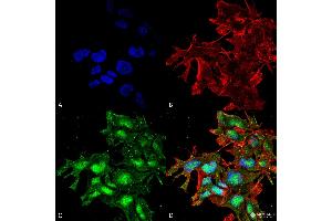 Immunocytochemistry/Immunofluorescence analysis using Rabbit Anti-ATG2A Polyclonal Antibody . (ATG2A 抗体  (C-Term) (Atto 594))