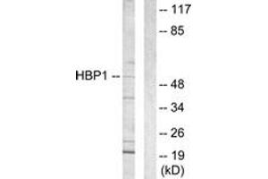 Western Blotting (WB) image for anti-HMG Box-Containing Protein 1 (HBP1) (AA 431-480) antibody (ABIN2889331) (HBP1 抗体  (AA 431-480))