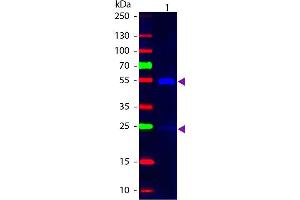 Western Blot of Mouse anti-Goat IgG Fluorescein Conjugated Secondary Antibody. (小鼠 anti-山羊 IgG (Heavy & Light Chain) Antibody (FITC) - Preadsorbed)