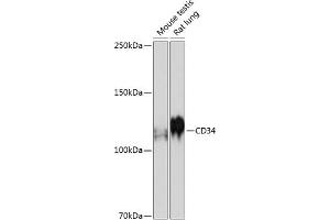 Western blot analysis of extracts of various cell lines, using CD34 antibody (ABIN7266187) at 1:500 dilution. (CD34 抗体)