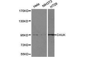 Western Blotting (WB) image for anti-conserved Helix-Loop-Helix Ubiquitous Kinase (CHUK) antibody (ABIN1871859) (IKK alpha 抗体)
