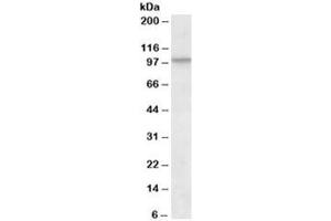 Western blot testing of NIH3T3 lysate with CUL2 antibody at 1ug/ml. (Cullin 2 抗体)