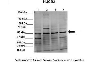 Lanes: Lane 1:541 µg HEK293 lysate  Lane 2: 041 µg MDCK lysate   ane 3: 041 µg NMuMG lysate   ane 4: 041 µg MDAMB231 lysate Primary Antibody Dilution: 1:0000Secondary Antibody: Goat anti-rabbit-Alexa Fluor 680 Secondary Antibody Dilution: 1:00,000  Gene Name: NUCB2 Submitted by: Dr. (NUCB2 抗体  (Middle Region))