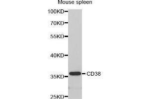 Western Blotting (WB) image for anti-CD38 (AA 1-300) antibody (ABIN6218776) (CD38 抗体  (AA 1-300))