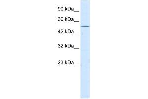 NMUR2 antibody used at 0. (NMUR2 抗体  (N-Term))