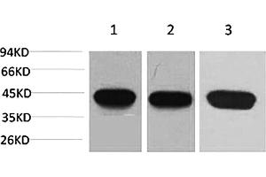 Western blot analysis of 1) Hela, 2) 3T3, 3) rat brain using α-SMA Monoclonal Antibody. (alpha-SMA 抗体)