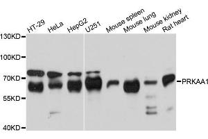 Western blot analysis of extracts of various cell lines, using PRKAA1 antibody (ABIN5970571) at 1/1000 dilution. (PRKAA1 抗体)