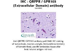 Image no. 1 for anti-Pyroglutamylated RFamide Peptide Receptor (QRFPR) (2nd Extracellular Domain) antibody (ABIN1738665) (QRFPR 抗体  (2nd Extracellular Domain))