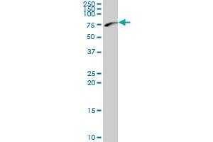 NEFL MaxPab polyclonal antibody. (NEFL 抗体  (AA 1-543))