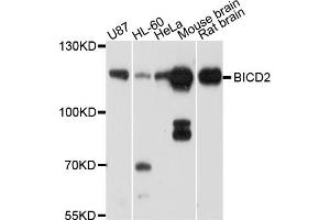 Western blot analysis of extracts of various cell lines, using BICD2 antibody (ABIN5997304) at 1/1000 dilution. (BICD2 抗体)