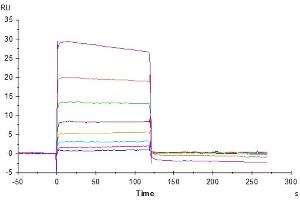 Surface Plasmon Resonance (SPR) image for Poliovirus Receptor-Related 2 (Herpesvirus Entry Mediator B) (PVRL2) (AA 32-360) protein (His-Avi Tag) (ABIN7275309)