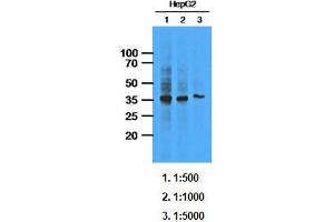 Western Blotting (WB) image for anti-AKR1C1 / DHH1 antibody (ABIN614311) (AKR1C1 / DHH1 抗体)