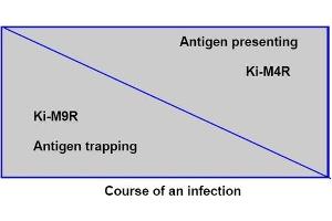 During the course of an infection the number of antigen trapping cells decreases while the (Follicular Dendritic Cells 抗体)