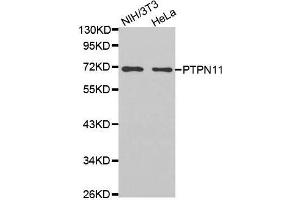 Western blot analysis of extracts of various cell lines, using PTPN11 antibody. (PTPN11 抗体  (AA 514-593))
