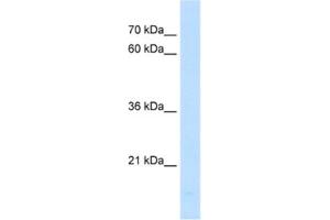 Western Blotting (WB) image for anti-Peptidylprolyl Isomerase F (PPIF) antibody (ABIN2462947) (PPIF 抗体)