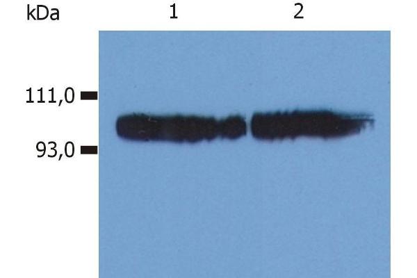 Integrin beta 2 抗体  (FITC)