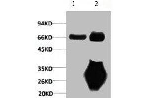 1) Input: Mouse Brain Tissue Lysate 2) IP product: IP dilute 1:200 (Lamin B1 抗体)