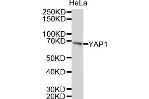 Western blot analysis of extracts of HeLa cells, using YAP1 antibody (ABIN5999515). (YAP1 抗体)