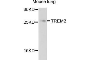 Western blot analysis of extracts of mouse lung, using TREM2 antibody (ABIN4905486) at 1:1000 dilution. (TREM2 抗体)