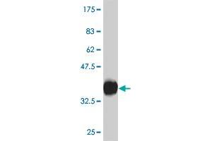 Western Blot detection against Immunogen (30. (CXCR4 抗体  (AA 1-46))