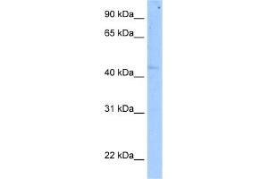 WB Suggested Anti-SETD7 Antibody Titration:  5. (SETD7 抗体  (C-Term))