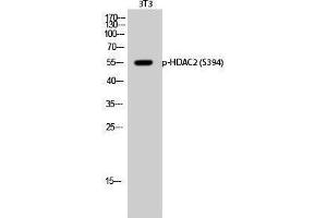 Western Blotting (WB) image for anti-Histone Deacetylase 2 (HDAC2) (pSer394) antibody (ABIN3182181) (HDAC2 抗体  (pSer394))