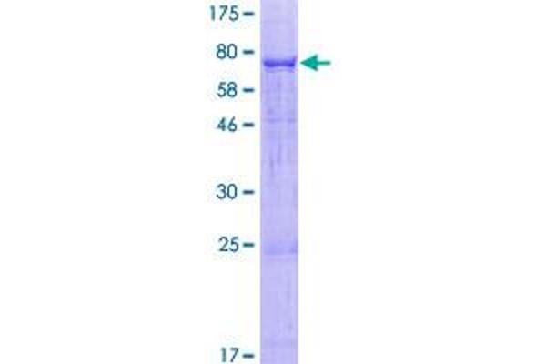 Phospholipase D4 Protein (PLD4) (AA 1-489) (GST tag)