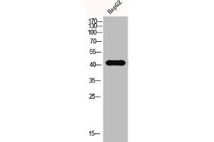 Western Blot analysis of HEPG2-UV cells using EMMPRIN Polyclonal Antibody (CD147 抗体  (C-Term))