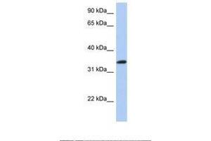 Image no. 1 for anti-cAMP Responsive Element Binding Protein 1 (CREB1) (AA 110-159) antibody (ABIN6739078) (CREB1 抗体  (AA 110-159))