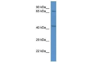 Western Blot showing Rad21 antibody used at a concentration of 1. (RAD21 抗体  (C-Term))