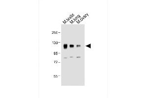 All lanes : Anti-Mouse Npr1 Antibody (N-term) at 1:2000 dilution Lane 1: Mouse testis whole tissue lysate Lane 2: Mouse lung whole tissue lysate Lane 3: Mouse ovary whole tissue lysate Lysates/proteins at 20 μg per lane. (NPR1 抗体  (AA 198-226))