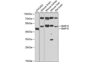 Western blot analysis of extracts of various cell lines, using BMP15 antibody (ABIN6127524, ABIN6137593, ABIN6137594 and ABIN6223163) at 1:1000 dilution. (BMP15 抗体  (AA 143-392))