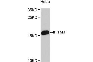 Western blot analysis of extracts of HeLa cells, using IFITM3 antibody. (IFITM3 抗体)