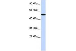 Image no. 1 for anti-Receptor-Interacting Serine-threonine Kinase 2 (RIPK2) (C-Term) antibody (ABIN6744346) (RIPK2 抗体  (C-Term))
