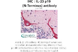 Image no. 2 for anti-Interleukin 23, alpha subunit p19 (IL23A) antibody (ABIN1735879) (IL23A 抗体)
