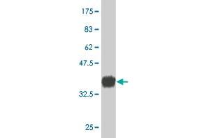 Western Blot detection against Immunogen (37. (CD34 抗体  (AA 32-141))