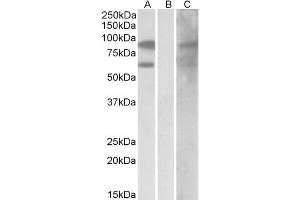 HEK293 lysate (10ug protein in RIPA buffer) overexpressing Human RACGAP1 with DYKDDDDK tag probed with ABIN184690 (0. (RACGAP1 抗体  (C-Term))