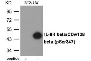 Western blot analysis of extracts from 3T3 cells treated with UV using IL-8R beta/CDw128 beta (Phospho-Ser347) Antibody. (CXCR2 抗体  (pSer347))