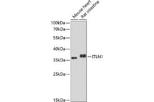 Western blot analysis of extracts of various cell lines, using ITLN1 antibody (ABIN6132446, ABIN6142601, ABIN6142602 and ABIN6223070) at 1:1000 dilution. (ITLN1/Omentin 抗体  (AA 19-313))