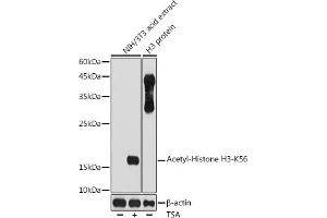 Western blot analysis of extracts of NIH/3T3 cells, using Acetyl-Histone H3-K56 antibody (ABIN7267674) at 1:1000 dilution. (Histone 3 抗体  (H3K56))