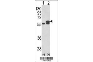 Western blot analysis of PDIA3 using rabbit polyclonal PDIA3 Antibody using 293 cell lysates (2 ug/lane) either nontransfected (Lane 1) or transiently transfected with the PDIA3 gene (Lane 2). (PDIA3 抗体  (AA 192-220))