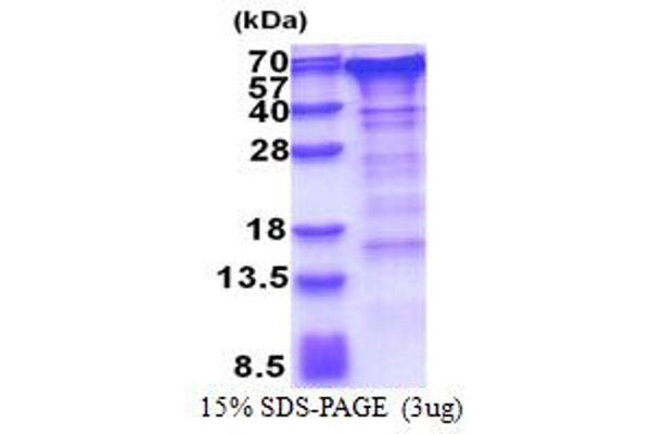 GOLM1 Protein (AA 36-401) (His tag)