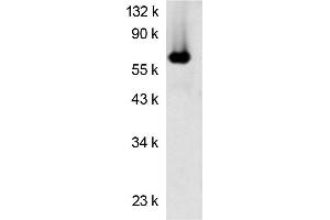 Western blot analysis using Luciferase antibody  Protein (Luciferase 抗体)