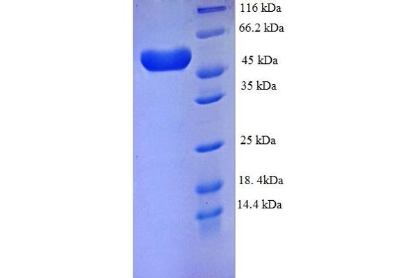 Plexin A4 Protein (PLXNA4) (AA 24-522, partial) (His tag)