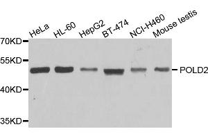 Western blot analysis of extracts of various cell lines, using POLD2 antibody (ABIN5974729) at 1/1000 dilution. (POLD2 抗体)