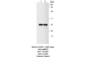 Image no. 1 for anti-NAD(P)H Dehydrogenase, Quinone 1 (NQO1) antibody (ABIN363232) (NQO1 抗体)